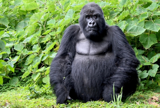 Gm Srtl Gorillerin zinde Ruanda & Uganda - SON 2 K