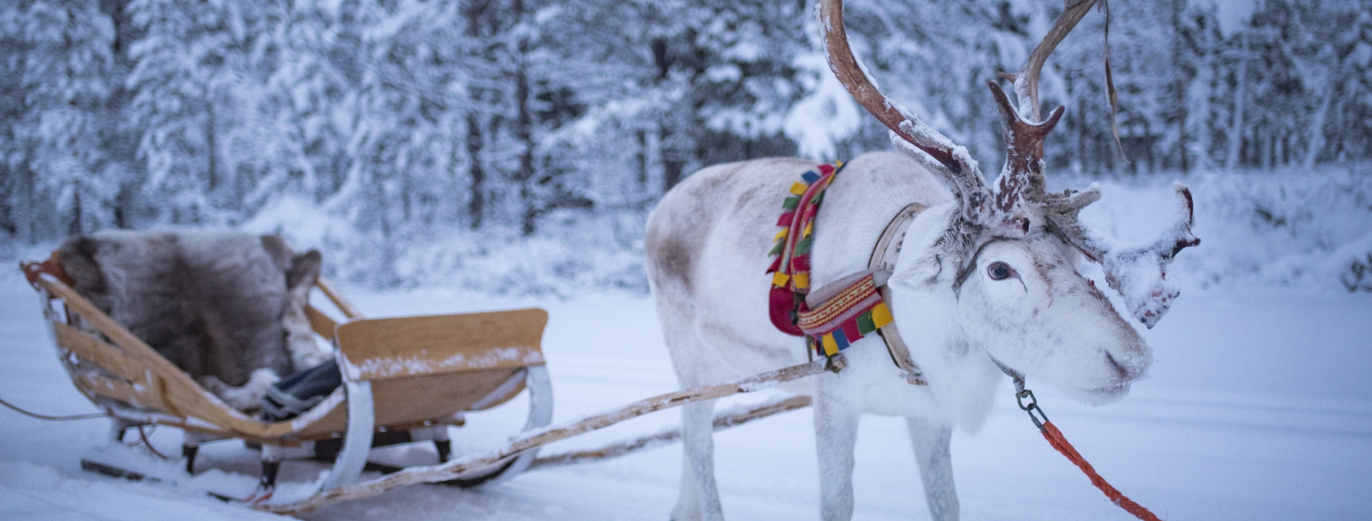 Kutup Masal�: Premium Lapland