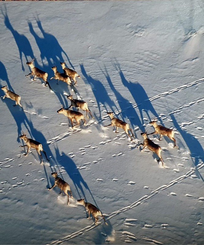 Kutup Masal�: Premium Lapland