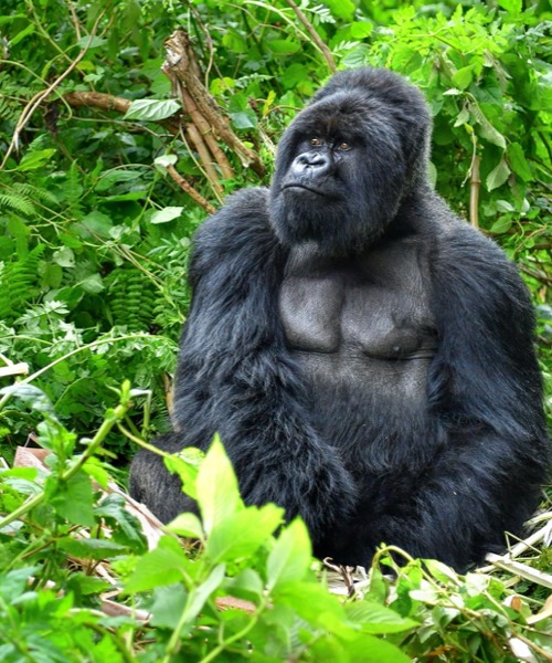 Gm Srtl Gorillerin zinde Ruanda & Uganda - SON 2 K