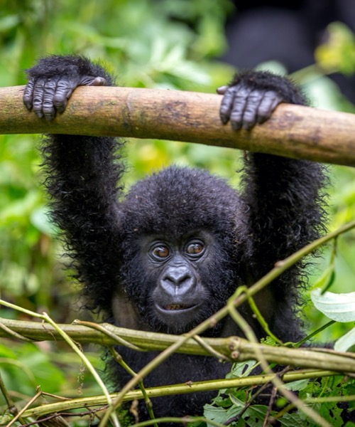 Gm Srtl Gorillerin zinde Ruanda & Uganda - SON 2 K