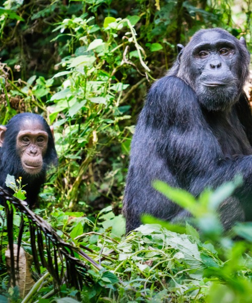 Gm Srtl Gorillerin zinde Ruanda & Uganda - SON 2 K