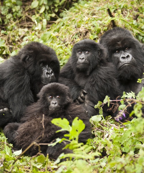 Gm Srtl Gorillerin zinde Ruanda & Uganda - SON 2 K