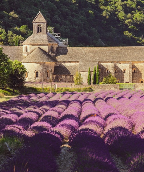 Lavanta Mevsiminde Provence & Rhone Vadisi
