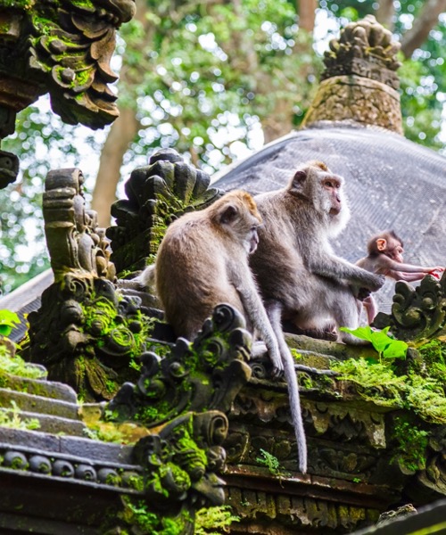 Tanrlar Adas Bali & Singapur