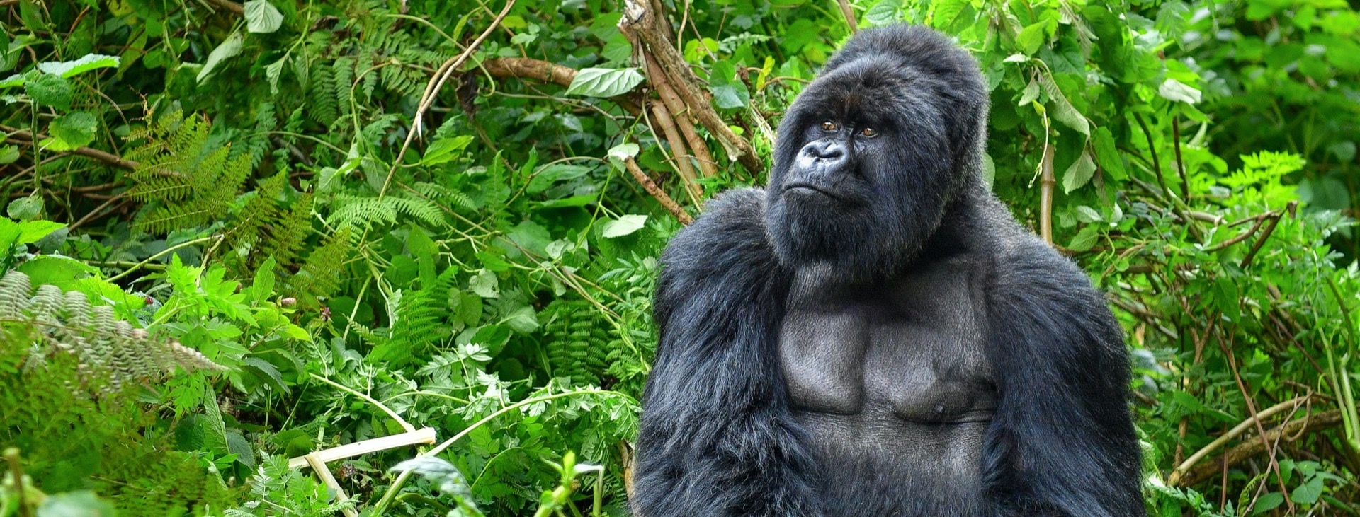 Gm Srtl Gorillerin zinde Ruanda & Uganda - SON 2 K
