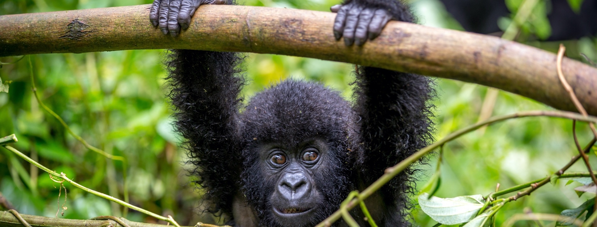 Gm Srtl Gorillerin zinde Ruanda & Uganda - SON 2 K