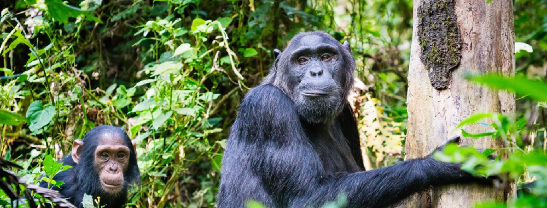 Gm Srtl Gorillerin zinde Ruanda & Uganda - SON 2 K