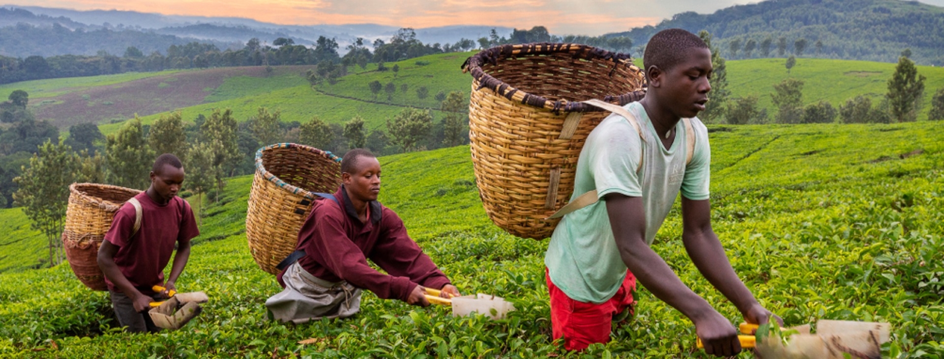 Gm Srtl Gorillerin zinde Ruanda & Uganda - SON 2 K