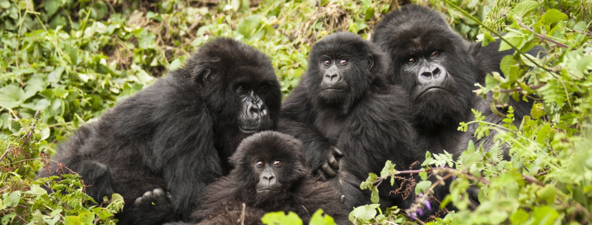 Gm Srtl Gorillerin zinde Ruanda & Uganda - SON 2 K