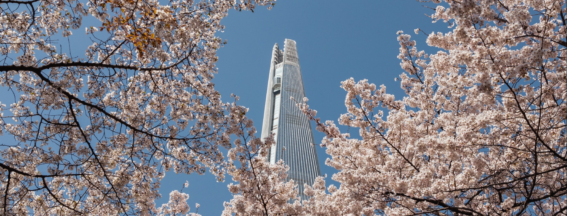 Bayramda Sakura Zaman� Kore ve Japonya